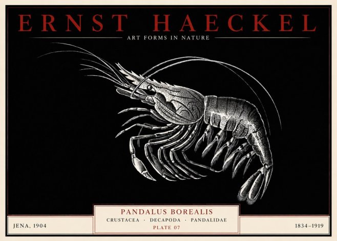 Ernst Haeckel Pandalus Borealis No3 - Plakat