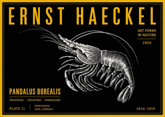 Ernst Haeckel Pandalus Borealis No4 - Plakat