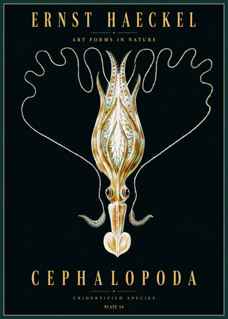 Ernst Haeckel Teuthis Pelagica No5 - Plakat