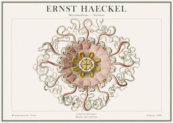 Ernst Haeckel Discomedusae – Actiniae No1 - Plakat