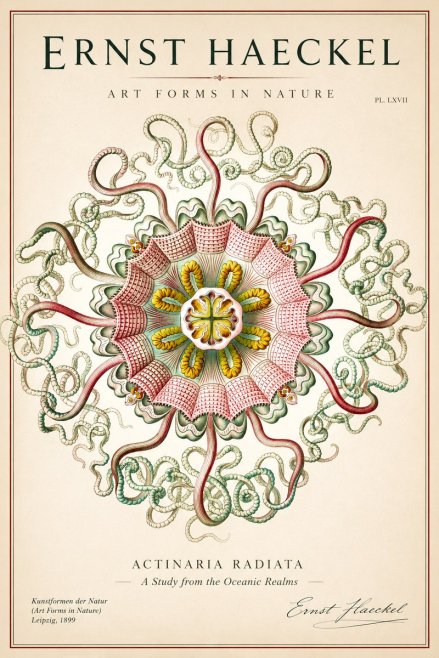 Ernst Haeckel Discomedusae – Actiniae No2 - Plakat