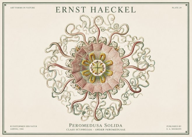 Ernst Haeckel Discomedusae – Actiniae No3 - Plakat