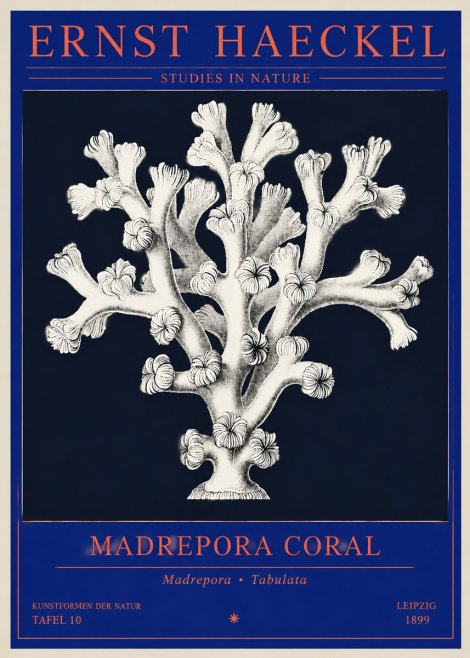 Ernst Haeckel Corallium Rubrum I No4 - Plakat