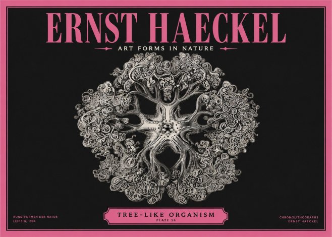 Ernst Haeckel Tree-like Organism No2 - Plakat