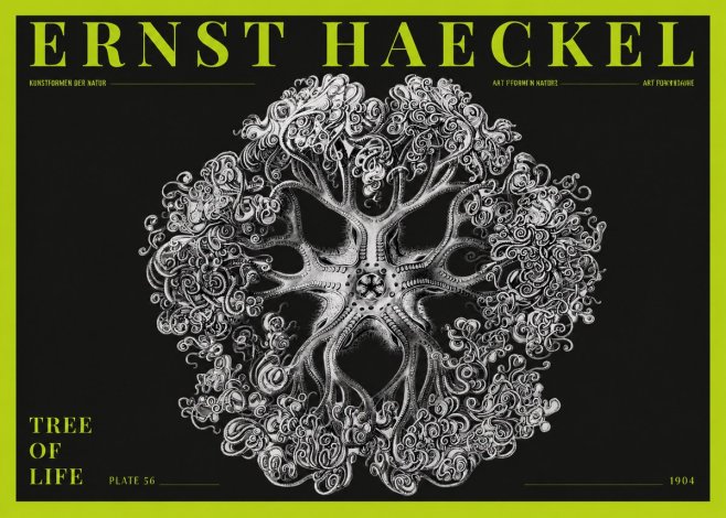 Ernst Haeckel Tree-like Organism No5 - Plakat
