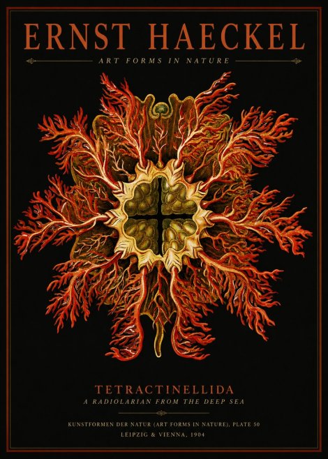 Ernst Haeckel Tetractinellida a Radiolarian from the Deep Sea No2 - Plakat