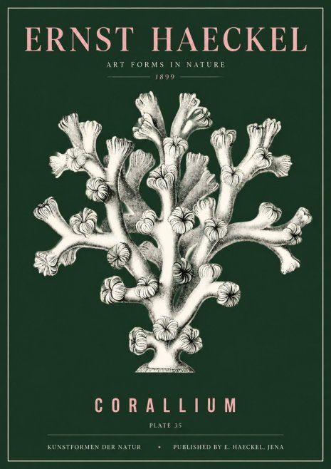 Ernst Haeckel Corallium Rubrum II No5 - Plakat