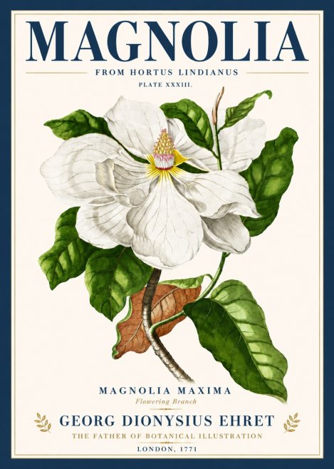 Georg Dionysius Ehret Magnolia Maxima - Flowering Branch No6 - Plakat
