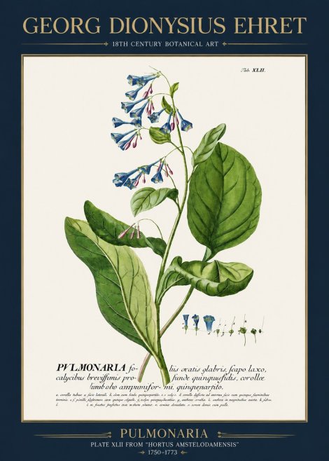 Georg Dionysius Ehret Pulmonaria No3 - Plakat
