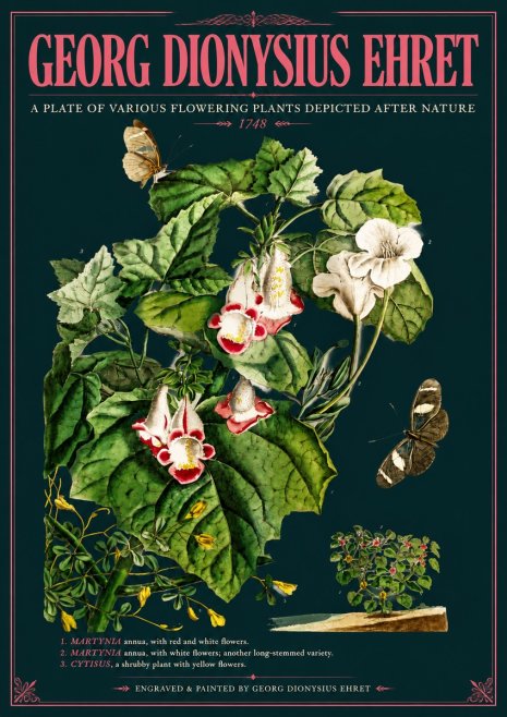 Georg Dionysius Ehret A Plate of Various Flowering Plants Depicted After Nature 1748 No6 - Plakat
