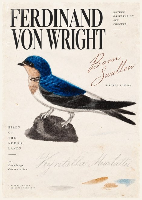 Ferdinand von Wright Swallow (Hirundo Rustica) No5 - Plakat