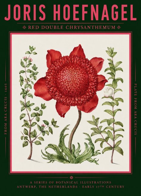 Joris Hoefnagel Red Double Chrysanthemum No2 - Plakat