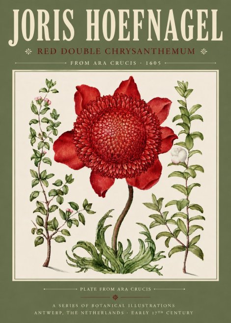 Joris Hoefnagel Red Double Chrysanthemum No4 - Plakat