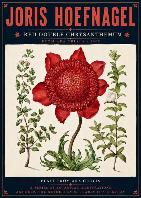 Joris Hoefnagel Red Double Chrysanthemum No6 - Plakat