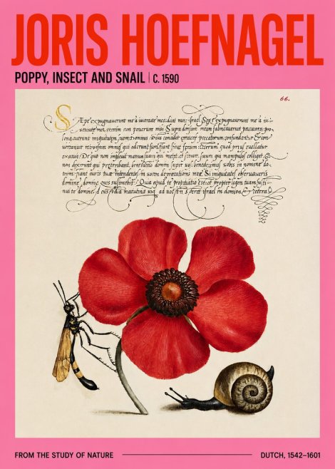 Joris Hoefnagel Poppy, Wasp & Snail No4 - Plakat