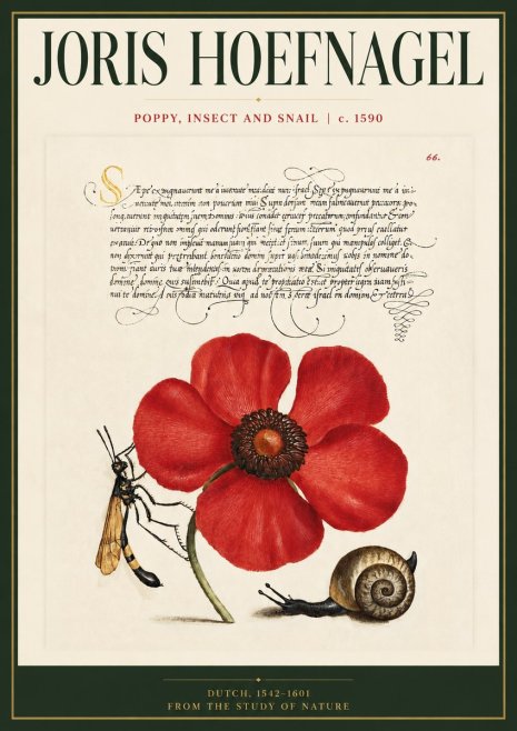 Joris Hoefnagel Poppy, Wasp & Snail No5 - Plakat