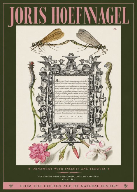 Joris Hoefnagel Ornamental Frame with Damselflies, Caterpillars and Flowers No4 - Plakat