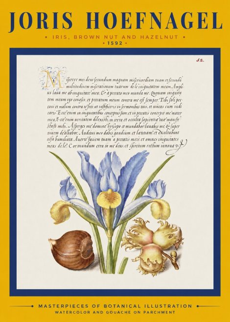 Joris Hoefnagel Iris, Brown Nut and Hazelnut No2 - Plakat