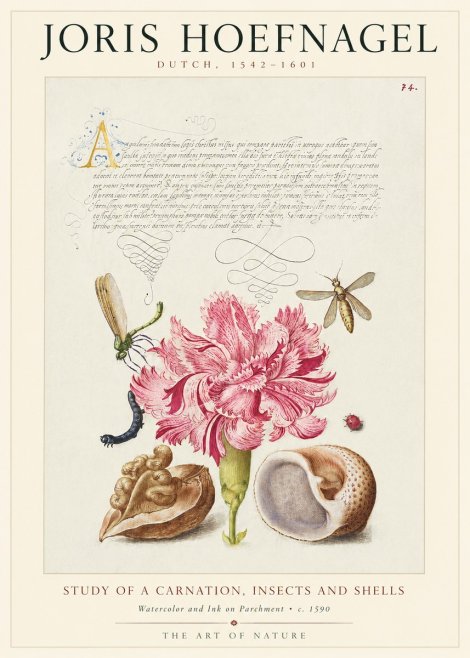 Joris Hoefnagel Study of a Carnation, Insects and Shells No1 - Plakat