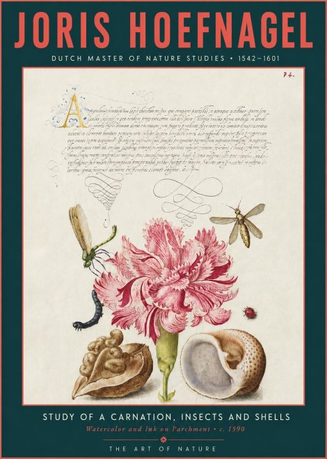 Joris Hoefnagel Study of a Carnation, Insects and Shells No3 - Plakat