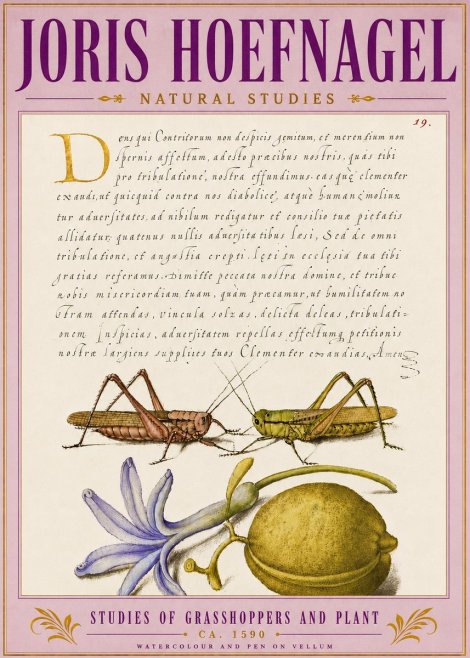 Joris Hoefnagel Studies of Grasshoppers and Plant No5 - Plakat