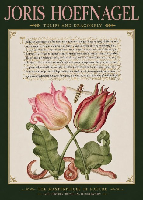 Joris Hoefnagel Two Tulips with Caterpillars and Dragonfly No5 - Plakat