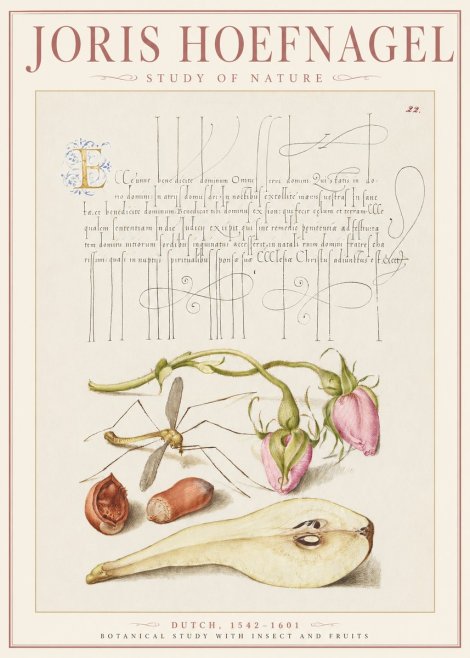 Joris Hoefnagel Studies of Plants, Insects and Fruits No3 - Plakat