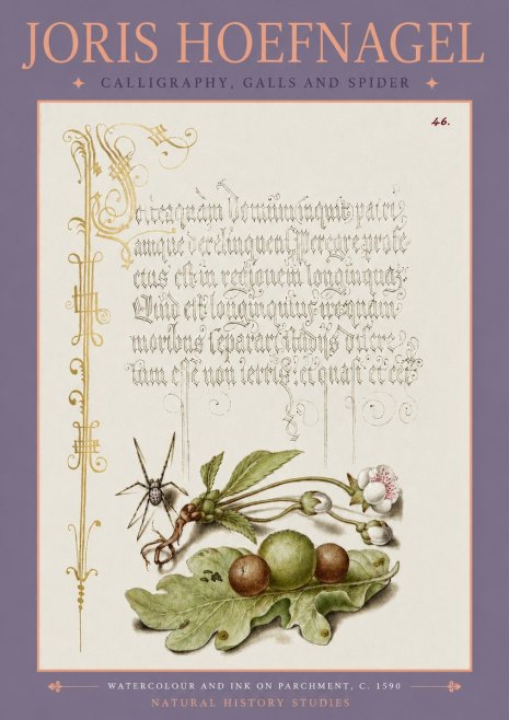Joris Hoefnagel Plant with Galls and Insect No4 - Plakat