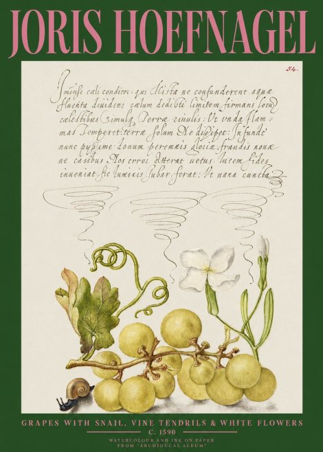 Joris Hoefnagel Grapes with Snail, Vine Tendrils & White Flowers No2 - Plakat