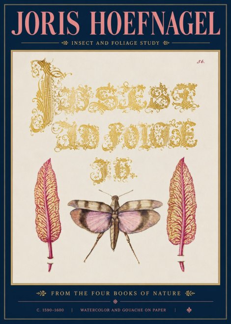 Joris Hoefnagel Insect and Foliage Study No5 - Plakat