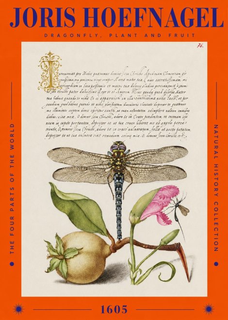 Joris Hoefnagel Dragonfly, Plant and Fruit No2 - Plakat