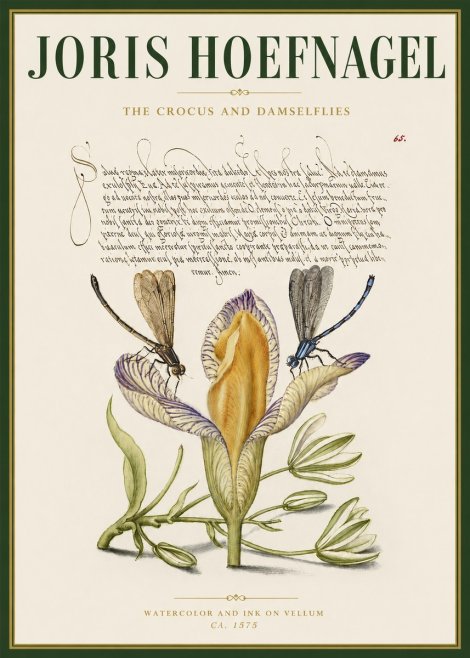 Joris Hoefnagel The Crocus and Damselflies No3 - Plakat