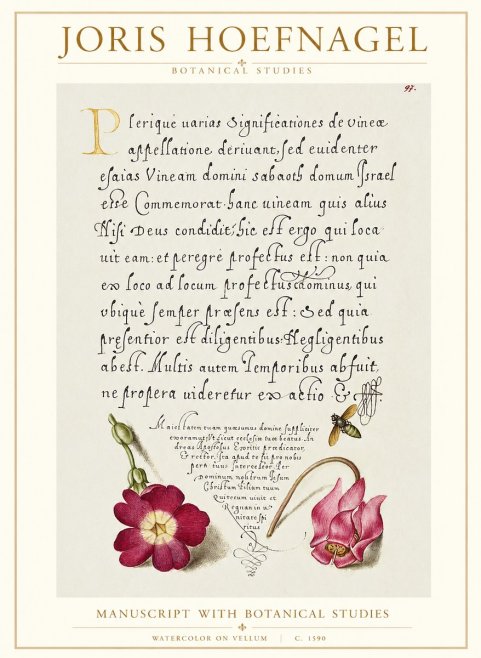 Joris Hoefnagel Manuscript with Botanical Studies No1 - Plakat