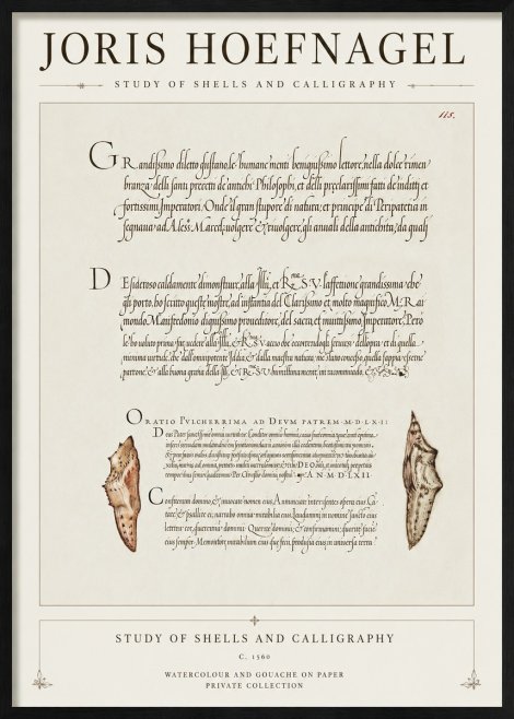 Joris Hoefnagel Study of Shells and Calligraphy No1 - Plakat