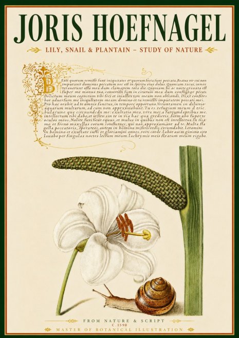 Joris Hoefnagel Lily, Snail & Plantain - Study of Nature No6 - Plakat