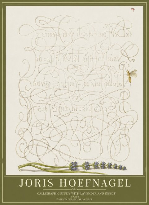 Joris Hoefnagel Calligraphic Study with Insect and Flower No5 - Plakat