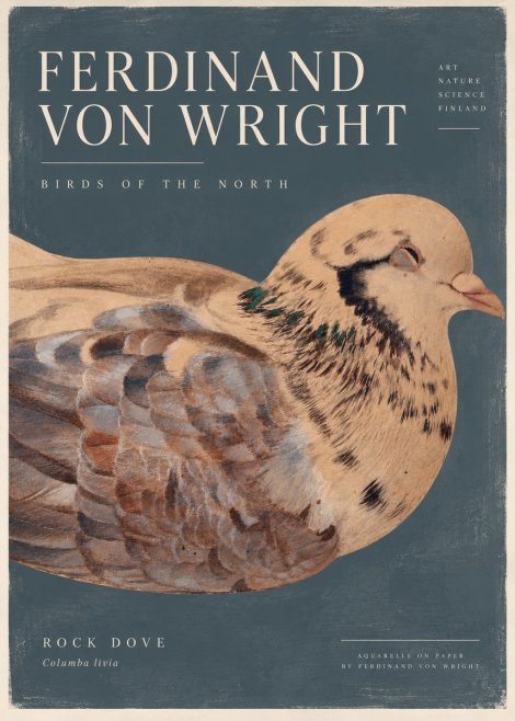 Ferdinand von Wright Turtle Dove Study No5 - Plakat