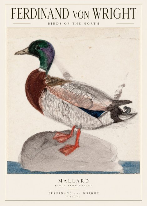 Ferdinand von Wright Mallard No2 - Plakat