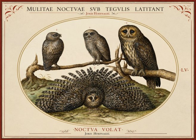 Joris Hoefnagel Noctva Volat No2 - Plakat