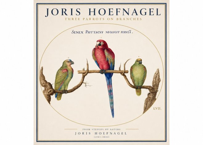Joris Hoefnagel Three Parrots No3 - Plakat