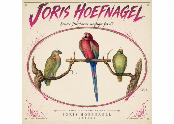 Joris Hoefnagel Three Parrots No5 - Plakat