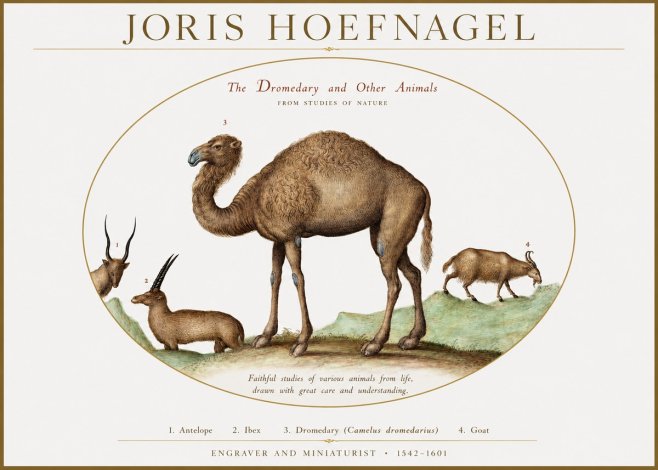 Joris Hoefnagel The Dromedary and Other Animals from Studies of Nature No1 - Plakat