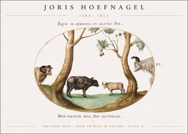 Joris Hoefnagel The Four Oxen No1 - Plakat