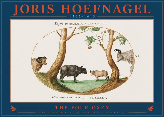 Joris Hoefnagel The Four Oxen No2 - Plakat