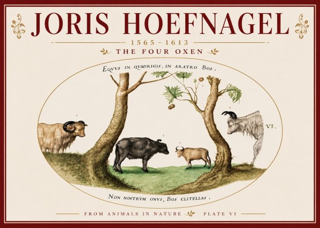 Joris Hoefnagel The Four Oxen No6 - Plakat