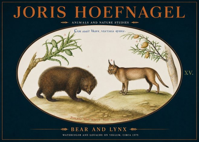 Joris Hoefnagel Bear and Lynx No4 - Plakat