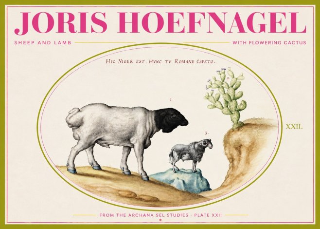 Joris Hoefnagel Sheep and Lamb with Flowering Cactus No2 - Plakat