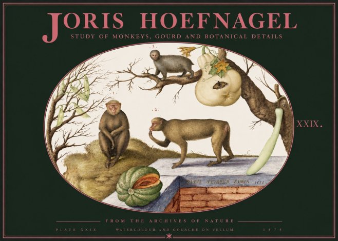 Joris Hoefnagel But Always a Monkey, Always a Monkey. Plate Xxix No3 - Plakat