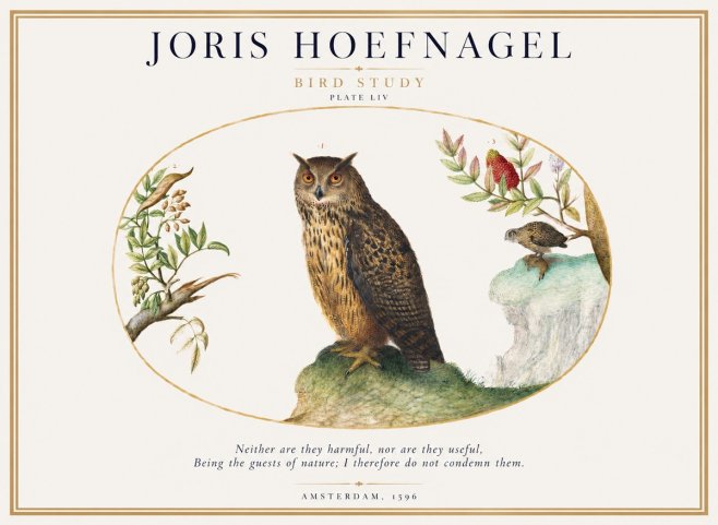 Joris Hoefnagel Bird Study Plate Liv No1 - Plakat