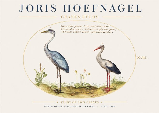 Joris Hoefnagel Study of Two Cranes No1 - Plakat